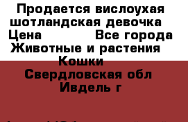 Продается вислоухая шотландская девочка › Цена ­ 8 500 - Все города Животные и растения » Кошки   . Свердловская обл.,Ивдель г.